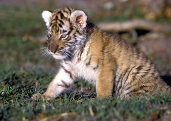 Obraz na płótnie Canvas Panthera tigris tigris / Tigre du Bengale