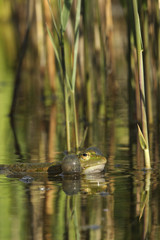 Rana esculenta / Grenouille verte