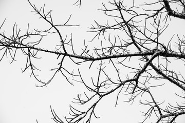Black and White Tree stick background