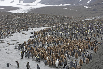 Obraz premium Aptenodytes patagonicus / Manchot royal