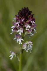 Orchis ustulata / Neotinea ustulata / Orchis brûlé