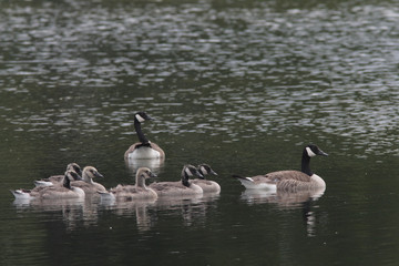 Branta canadensis / Bernache du Canada