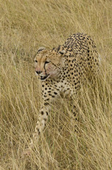 Ancinonyx jubatus / Guépard