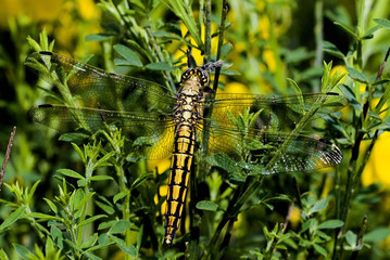 Orthetrum cancellatum / Orthétrum réticulé