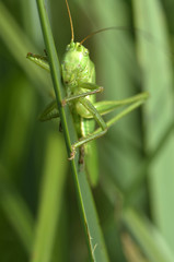 Tettigonia viridissima / Grande sauterelle verte