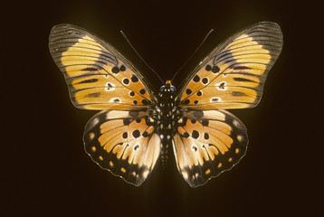 Pseudacraea boisduvali trimeni / Faux-acraéa de Boisduval