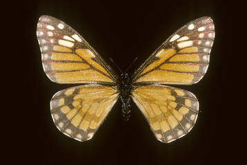 Baronia brevicornis