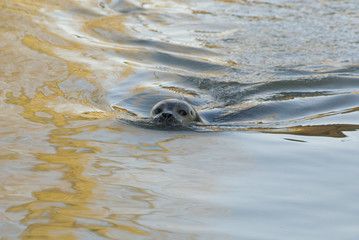 Phoca vitulina vitulina / Phoque veau marin de l'Atlantique