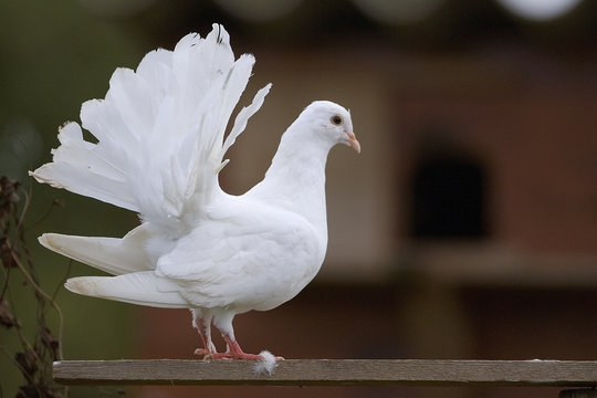 Columba domesticus / Pigeon paon Stock Photo | Adobe Stock