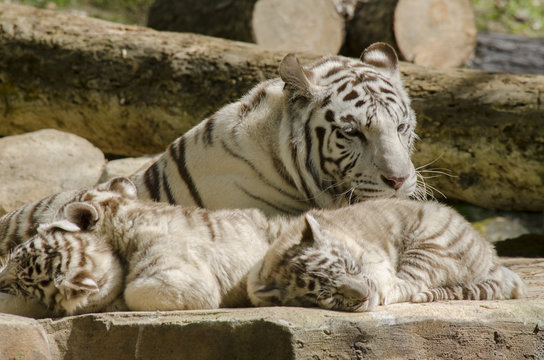 Panthera tigris / Tigre blanc royal