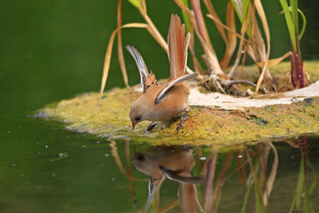 Panurus biarmicus / Panure à moustaches
