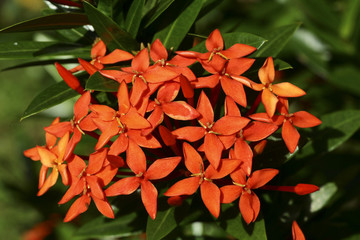 Ixora finlaysoniana /  Ixora blanc