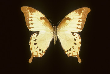 Papilio nobilis nobilis