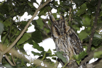 Asio otus / Hibou moyen-duc