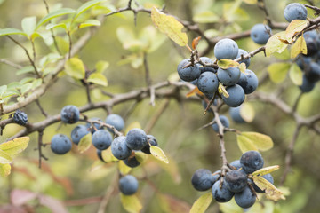 Prunus spinosa / Prunellier commun