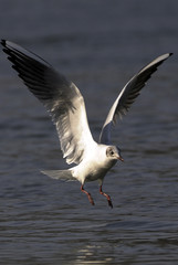 Larus ridibundus / Mouette rieuse