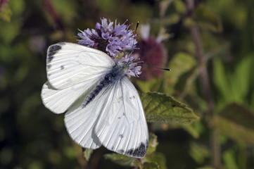 Pieris brassicae / Piéride du chou