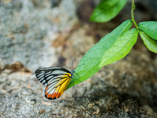 butterfly
