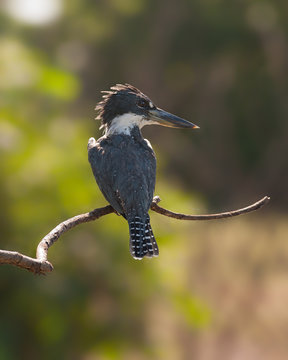 Belted kingfisher. Photo taken on the Pacific coast of western Panama. 