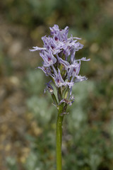 Orchis tridentata / Orchis à trois dents