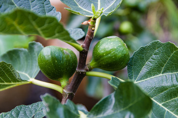 Green figs on a bush