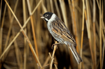 Emberiza schoeniclus / Bruant des roseaux