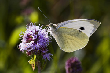Pieris brassicae / Piéride du chou