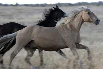 Obraz na płótnie Canvas Cheval / Race 'Quarter Horse'