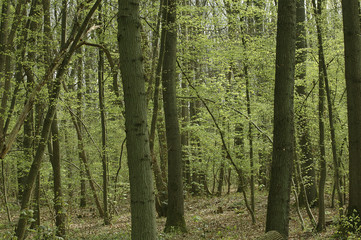 Forêt tempérée / Forêt de chênes / Quercus pedunculata