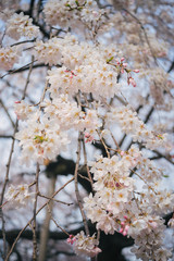 Branch of white Cherry Blossoms.
