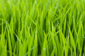 Fototapeta na wymiar Green paddy field with dew drops during sunrise