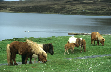 Poney des Shetland