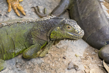 Image of a iguana on nature background. Wild animals.