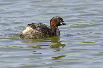 Tachybaptus ruficollis / Grèbe castagneux