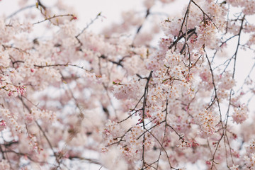 Branch of white Cherry Blossoms.