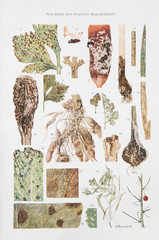 Illustration / Maladies des plantes maraichères
