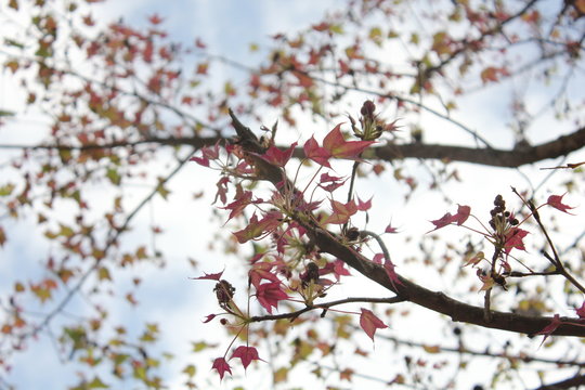 Cherry leaves on tree