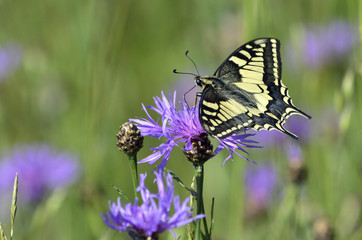 Papilio machaon / Machaon / Grand porte queue