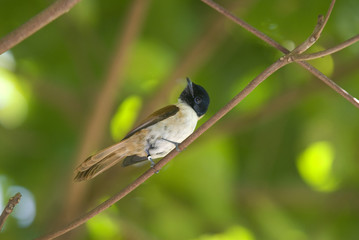 Terpsiphone corvina / Veuve des Seychelles / Femelle