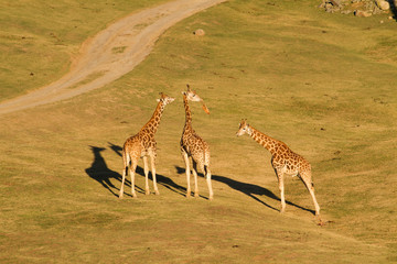 Obraz premium Giraffes in San Diego zoo Safari