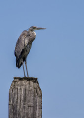 Obraz premium Great Blue Heron