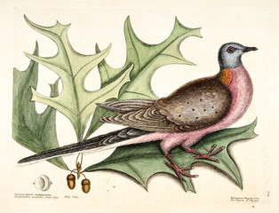 Illustration / Pigeon migrateur / Chêne de Turquie