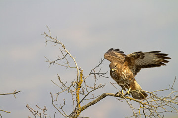 Buteo buteo / Buse variable