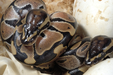 Python regius / Python royal