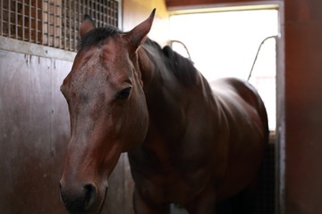 a horse