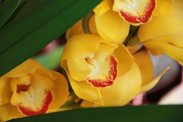 Cymbidium yellow orchid