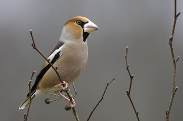 Coccothraustes coccothraustes / Grosbec casse noyaux