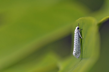 Yponomeuta evonymella / Hyponomeute du fusain