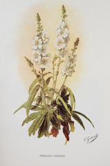 Illustration / Sidalcea candida