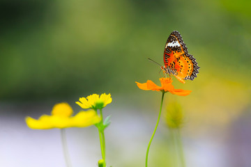 Butterfly with blur yellow flower background